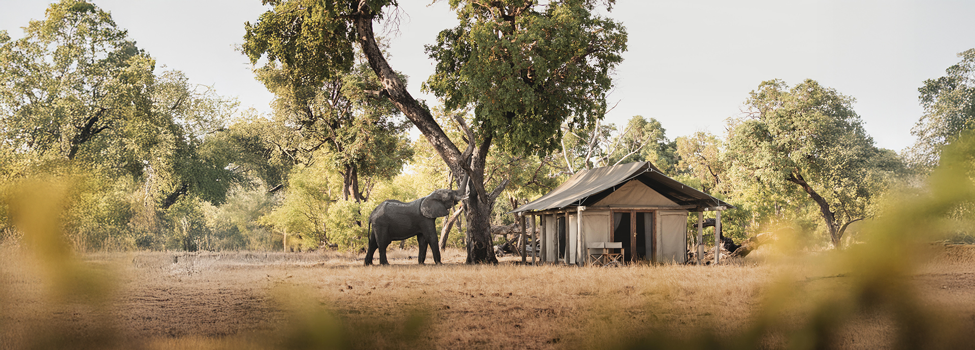 Elephant browsing beside a classic canvas tent at Davison’s Camp