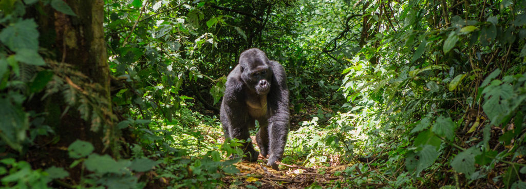 A gorilla walking in Bwindi National Park, spotted on a Best of Uganda safari
