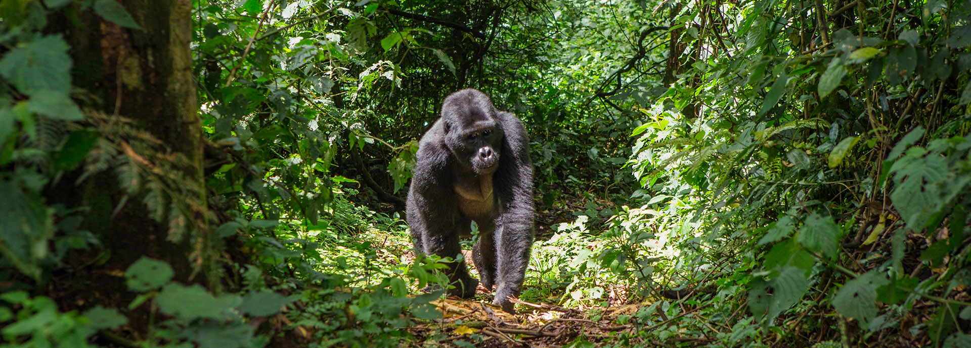 A gorilla walking in Bwindi National Park, spotted on a Best of Uganda safari