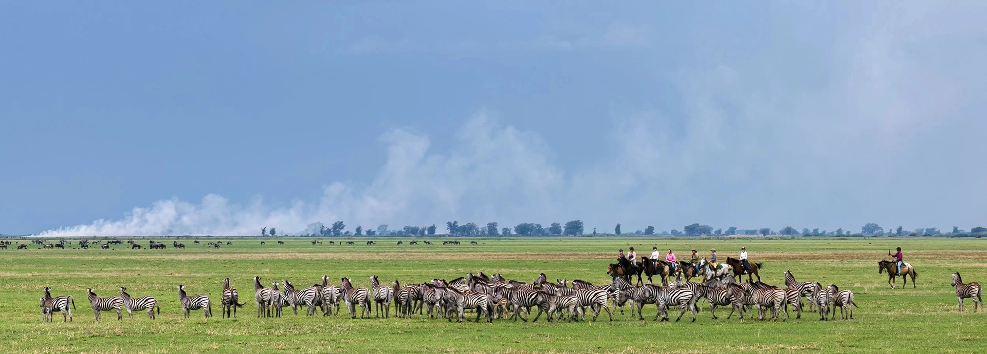 Group of horse riders cantering beside a herd of zebra on the open Simalaha grasslands.