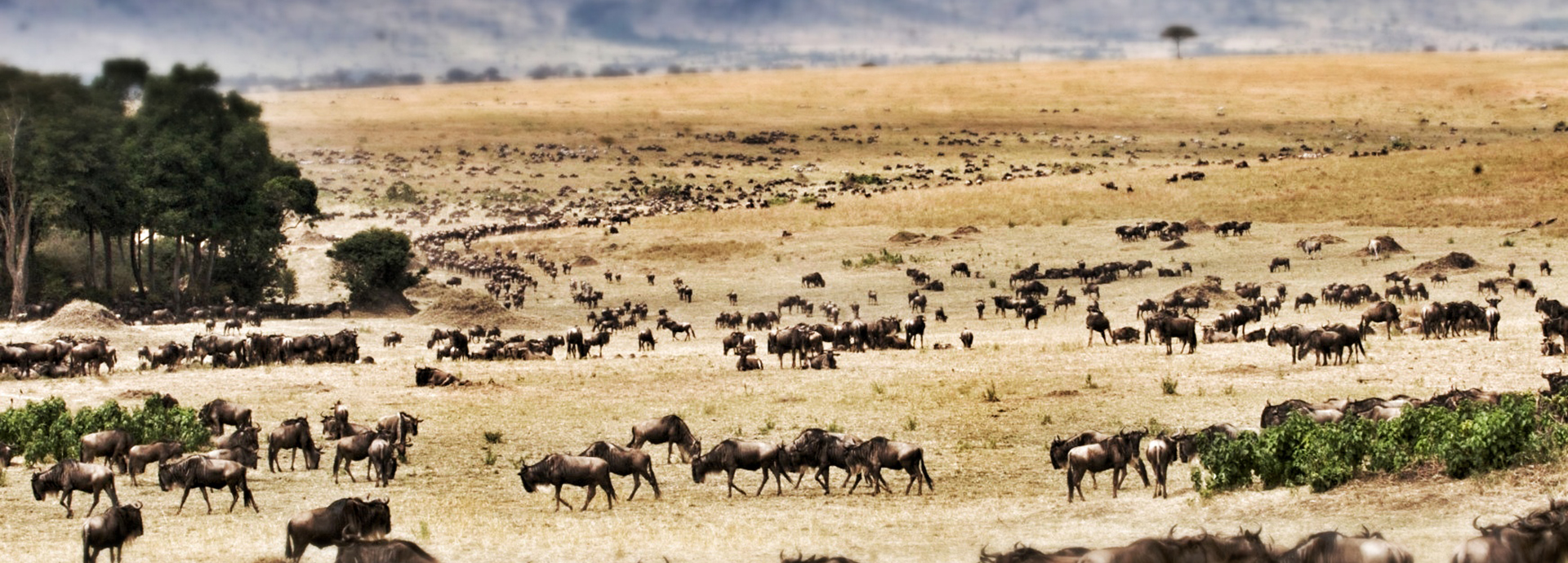 Hundreds of Wildebeest and zebra grazing in the Serengeti plains in Tanzania
