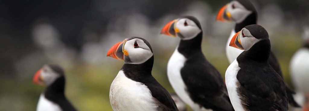 Puffins in the Arctic Circle on a Poseiden Expeditions cruise