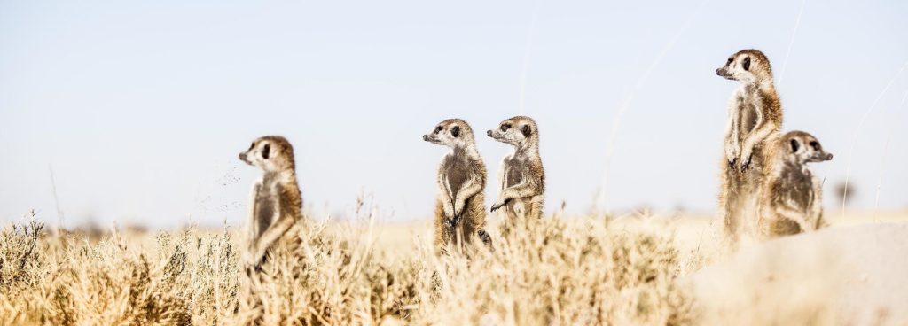 Meerkats in the Kalahari near the Makgadigadi Salt Pans