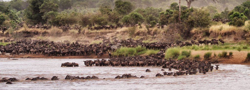 A herd of wildebeest cross a river during the Great Migration in Tanzania