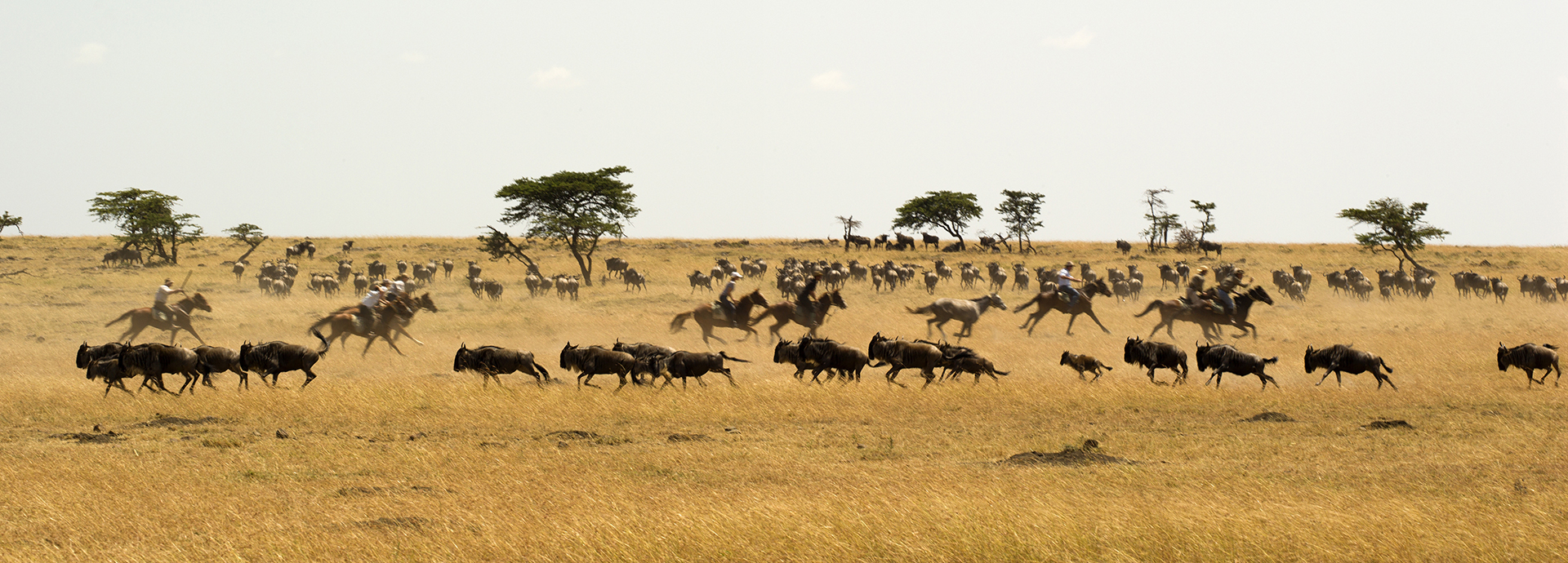 horse riding safari in Kenya's Masai Mara with Offbeat Safaris is adrenalin fuelled