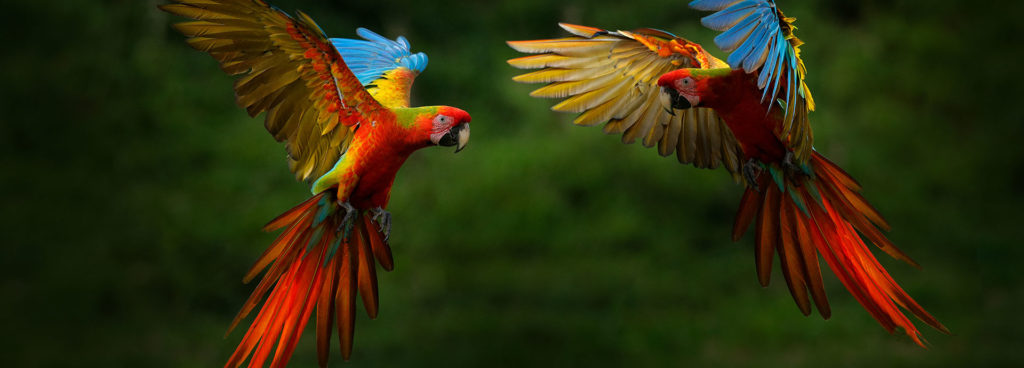 Vibrant macaws flying through a forest in Peru