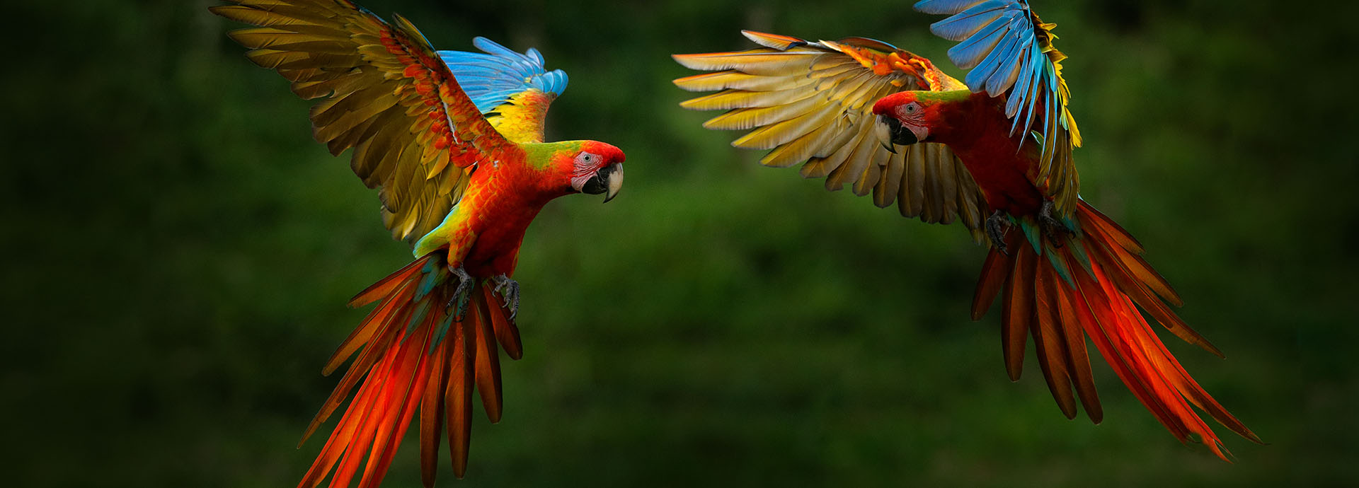 Vibrant macaws flying through a forest in Peru
