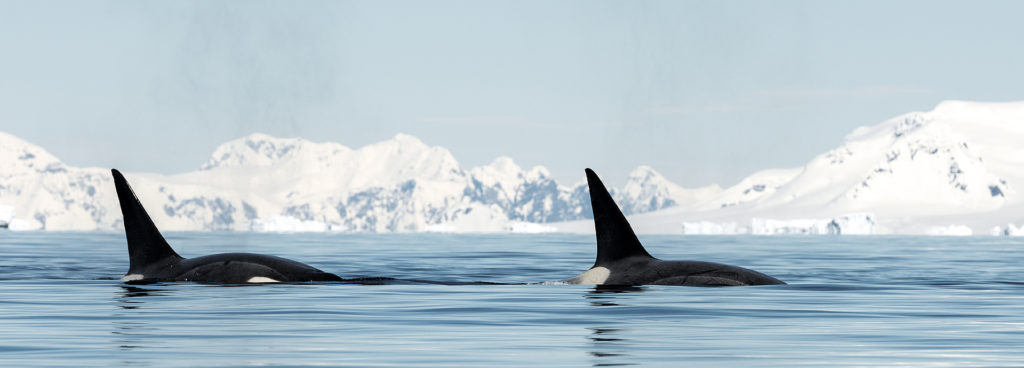 Orcas in Antarctica