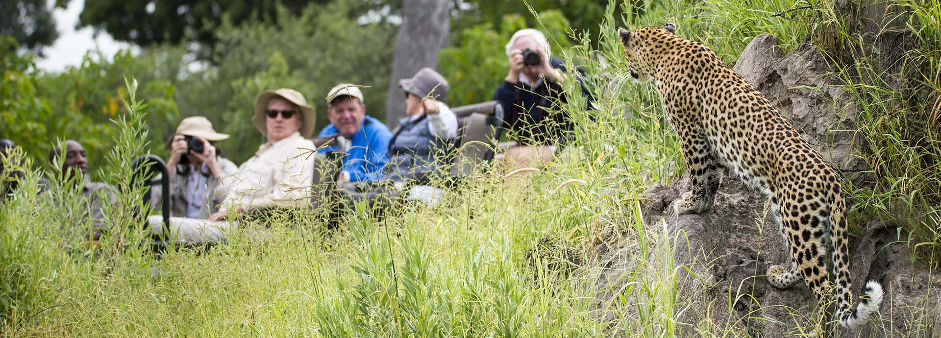 Leopard in Botswana on safari with Beagle Expeditions
