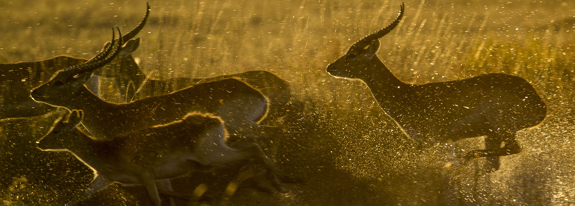 Wildlife and game viewing in Botswana at Zarafa camp