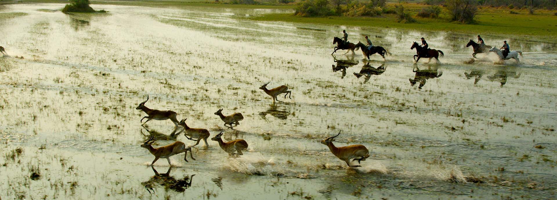 galloping alongside lechwe in the Okavango Delta, Botswana on an Okavango Horse Safaris trip.