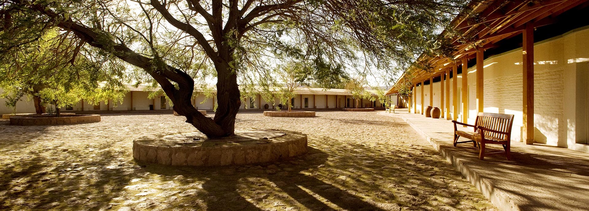 A spreading tree in the courtyard of Explora Atacama hotel, Chile
