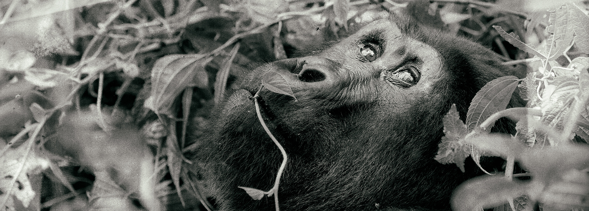 Black and white image of one of Rwanda's mountain gorillas