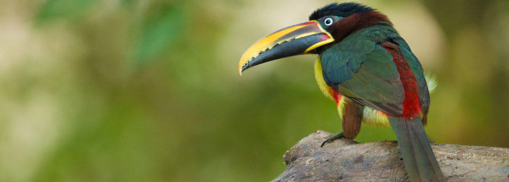 an Aracari in South America