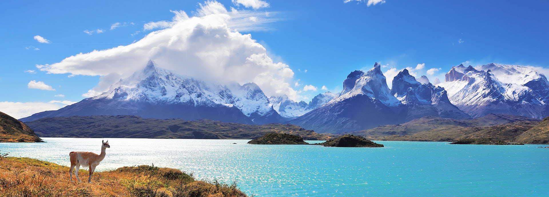 Guanaco in Torres del Paine, Patagonia