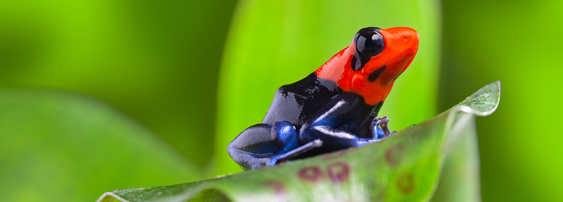 Tree frog in the Amazon Rainforest
