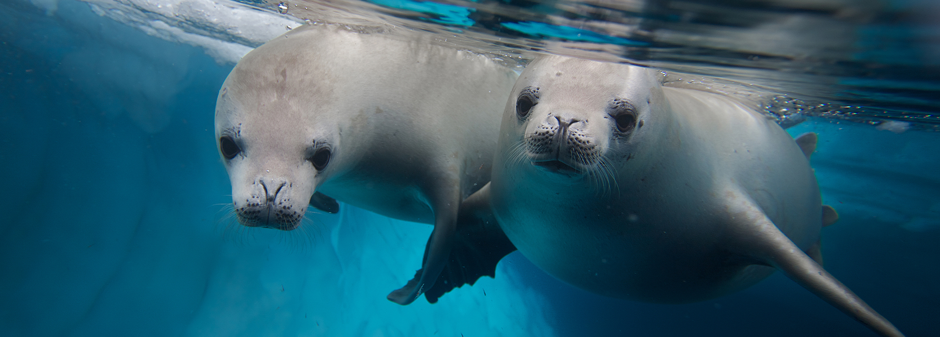 Two seals swimming in the ocean, often spotted on Antarctica holidays