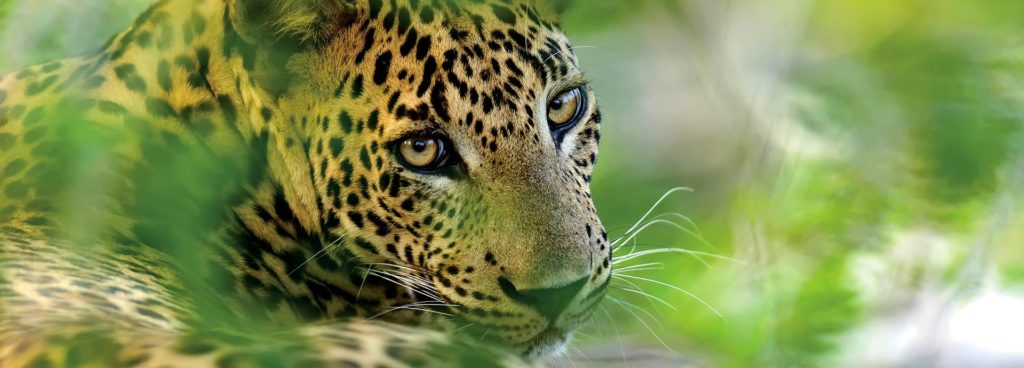 leopard in Yala National Park Sri Lanka