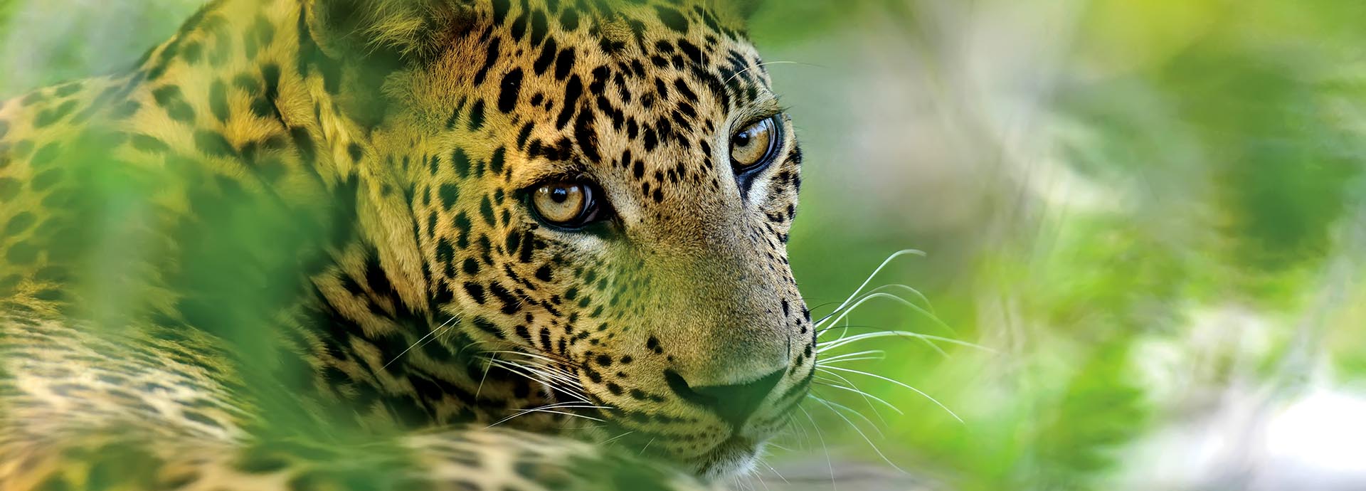 leopard in Yala National Park Sri Lanka
