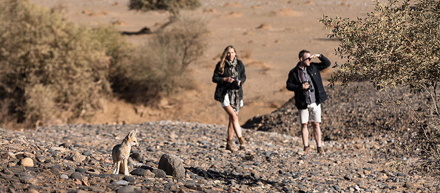 Tourists walk through the Sossusvlei Desert in Namibia with a bat-eared fox in the foreground