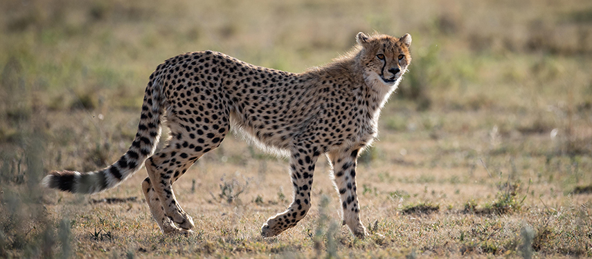 A cheetah hunting on the Serengeti
