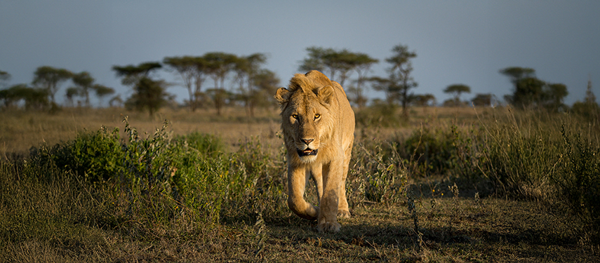 A lion hunting on the Serengeti