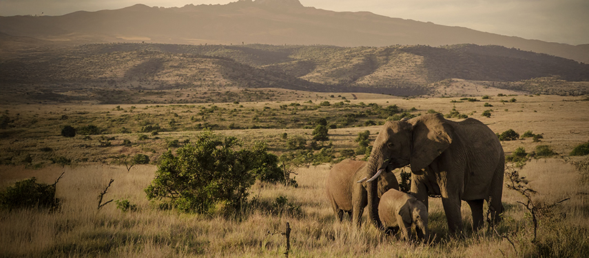 A Family Of Elephants In Kenya, Africa