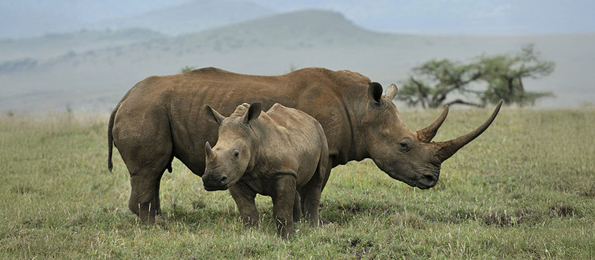 A Pair Of White Rhinos In Laikipia, Kenya