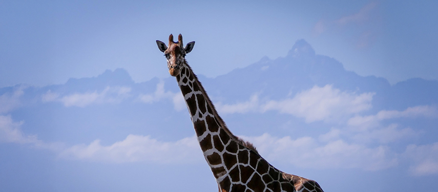 A Reticulated Giraffe In Laikipia, Africa
