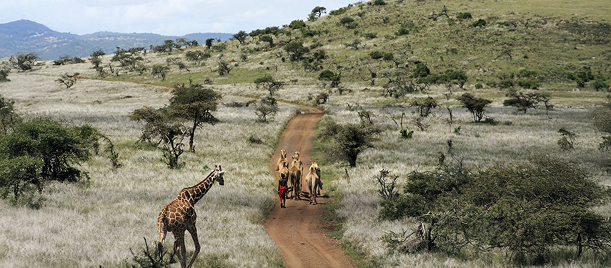 A Young Maasai Takes A Herd Of Camels Through Laikipia, With A Giraffe Looking On