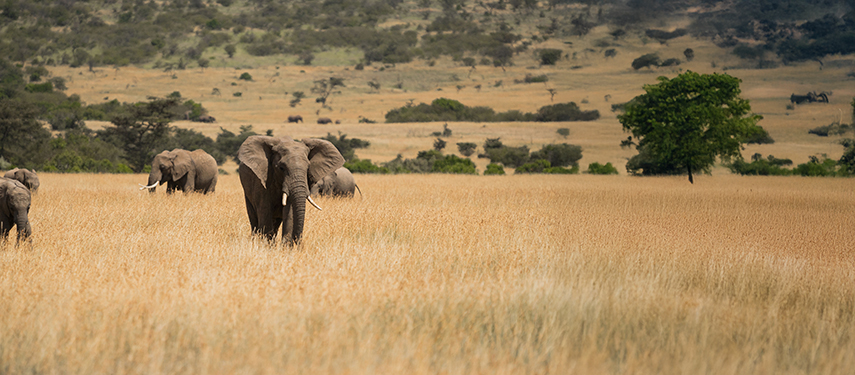 Elephant walking through long, brown grass in Kenya