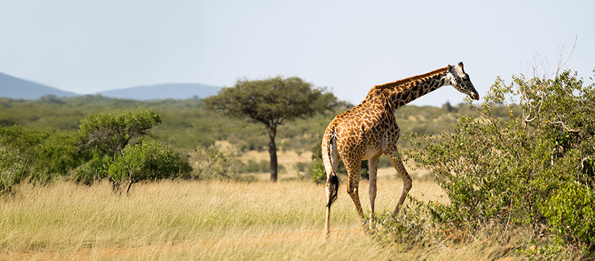 A giraffe bending to eat from a bush on the Masai Mara, Kenya