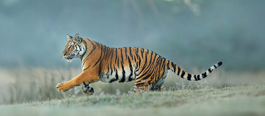 Tiger spotted during an adventurous Indian safari