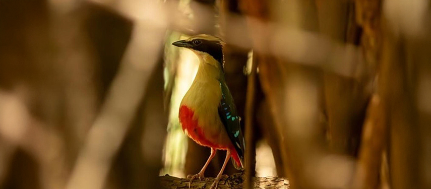 Colourful African Pitta bird