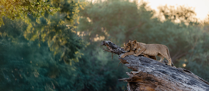 Two lion cubs perch on a fallen tree trunk, alert and playful in the early morning light.