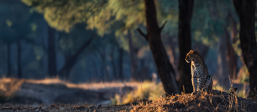 A leopard sits atop a mound at dawn, bathed in soft light filtering through the trees.