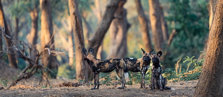 Three African wild dogs stand alert in a shady forest clearing during golden hour.