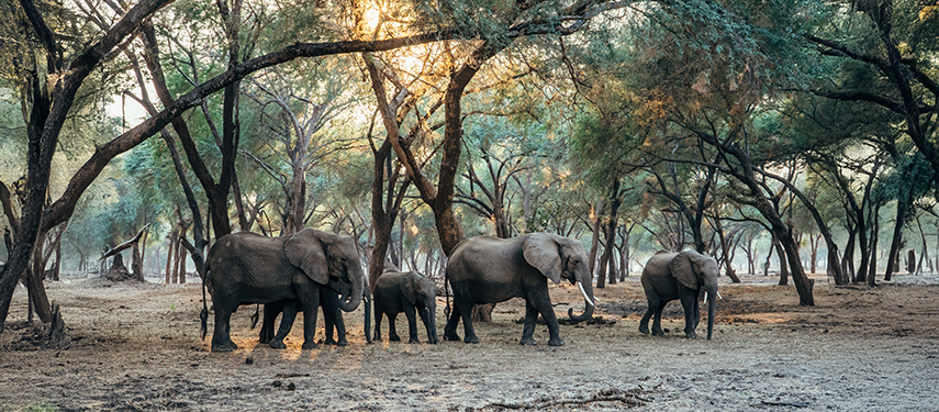 A herd of elephants peacefully moves through a grove of winterthorn trees in soft golden light.