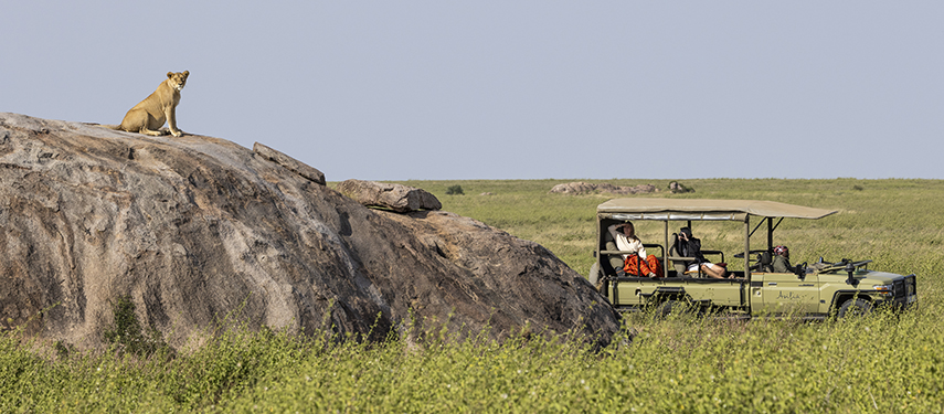 Tourists on a game drive pause to view a cheetah sitting on a rock