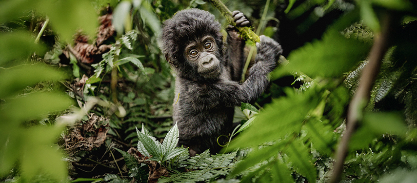 A baby mountain gorilla clings to a vine in the dense Bwindi rainforest.