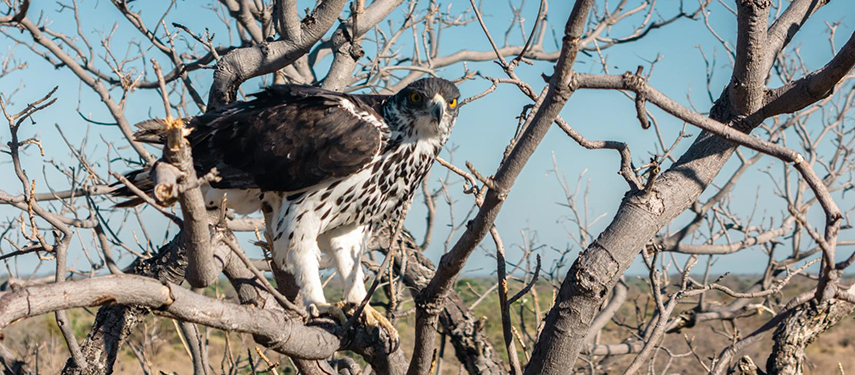 Hawk in Mana Pools, Zimbabwe