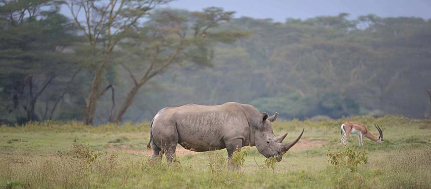 A black rhino grazing on the open plains of Tarangire National Park, Tanzania, with an impala feeding nearby under a canopy of acacia trees.