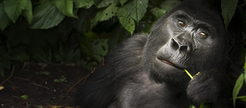 Intimate close-up of a mountain gorilla with expressive eyes nestled among vibrant green leaves.