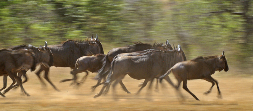 Burunge Tented Lodge wildebeest, Tarangire National Park