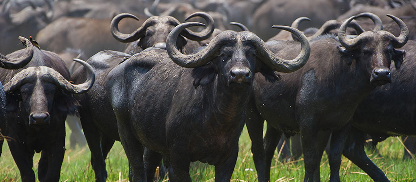 A herd of buffalo in Kafue National Park, Zambia