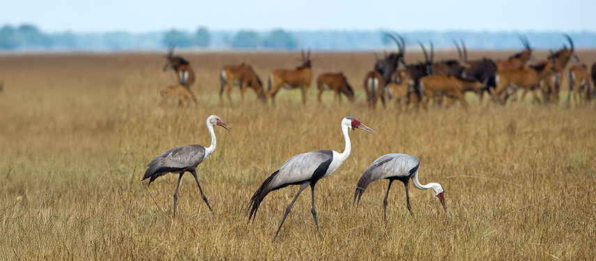 Maribou storks and antelope in Zambia