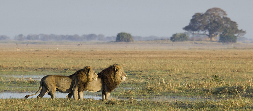 A pair of male lions survey Busanga Plains