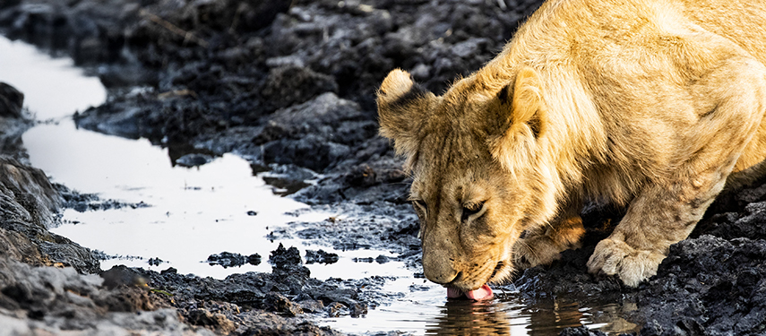 Lioness drinking from a pool