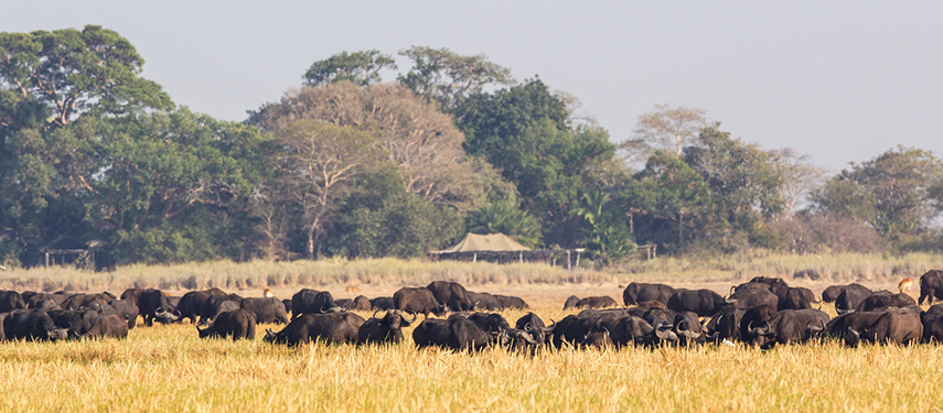 Busanga Bush Camp, Zambia