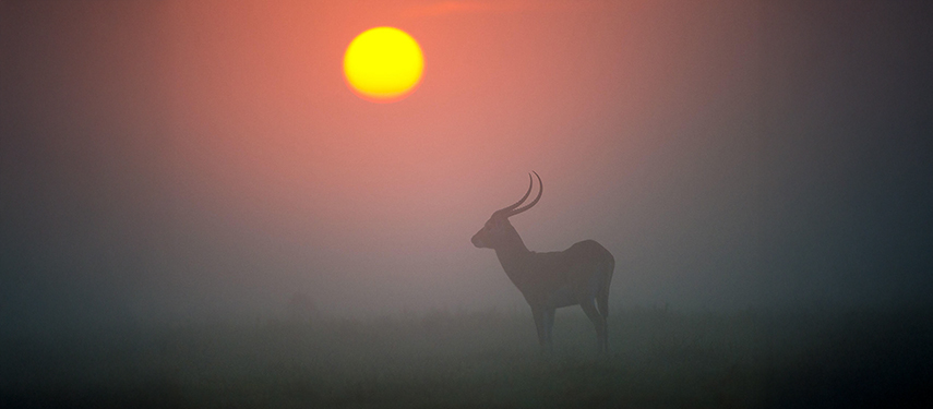 Waterbuck at sunset in Zambia